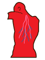 Sistema vascular Tratamientos en el sistema vascular